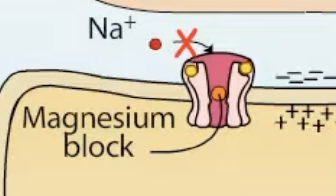 NMDA receptor — blocked by Mg²⁺ at rest, unblocked when partially depolarized